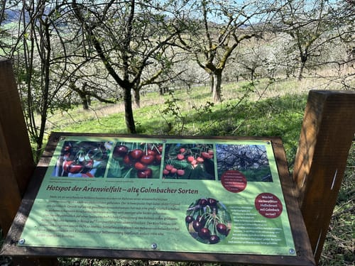 Streuobstwiesen Runde bei Golmbach