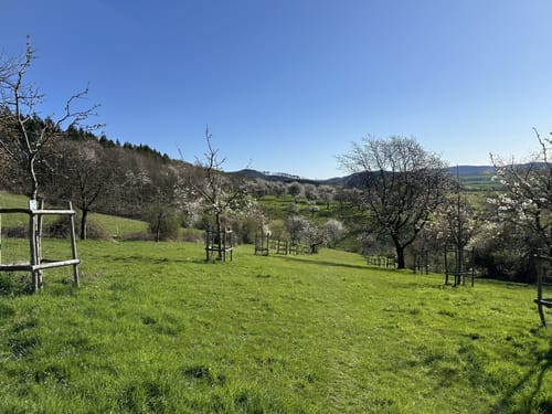 Streuobstwiesen Runde bei Golmbach