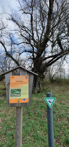Homberg (Ohm) Runde