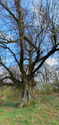 Homberg (Ohm) Runde