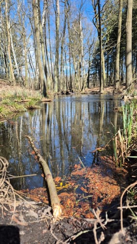 Seenrundweg Waldsieversdorf