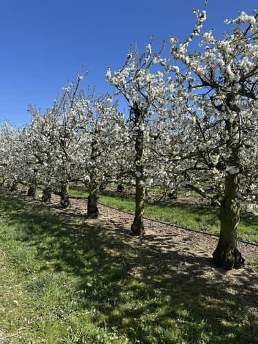 Streuobstwiesenweg (Traumpfad)