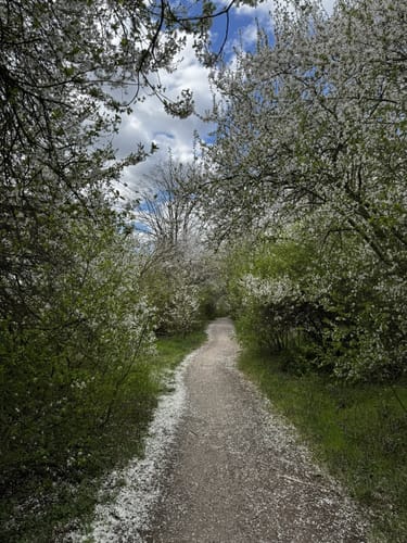 Magdeburg - Diesdorf - Hohendodeleben