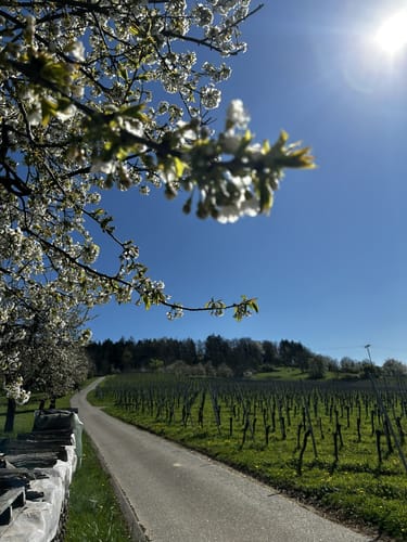 Zum Kaiserstuhlblick ab Muggardt
