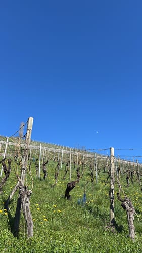 Weinwanderung 'Ewig Leben'