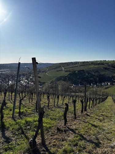 Weinwanderung 'Ewig Leben'