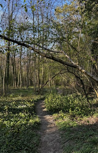 Kurler Busch Runde