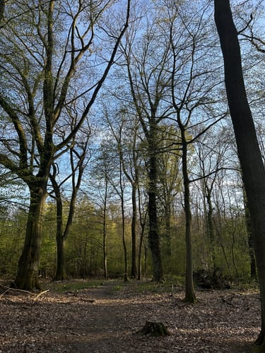 Kurler Busch Runde