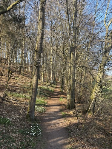 Bachpfad (Premiumwanderweg)