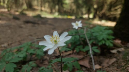 Hohenbogen: Farrenruck - Schwarzriegel