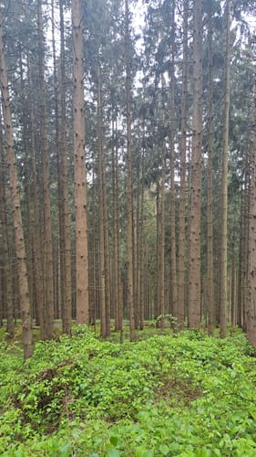 Utscheid (Naturpark Südeifel Wanderweg Nr. 82)