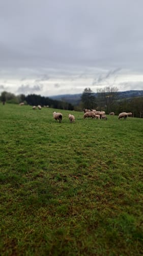 Utscheid (Naturpark Südeifel Wanderweg Nr. 82)