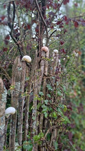 Utscheid (Naturpark Südeifel Wanderweg Nr. 82)
