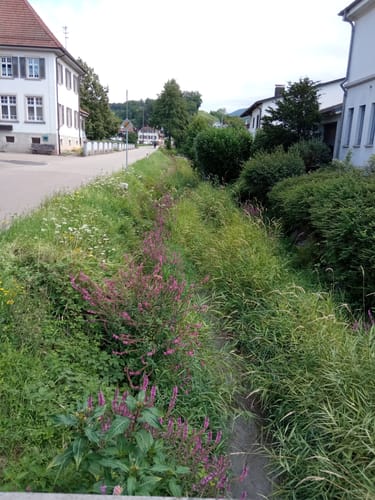 Reichenbach - Brandeckkopf