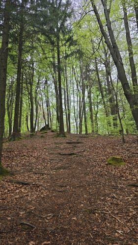 Ossinger ab Breitenstein