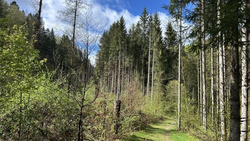 Görwihl - Engelschwand