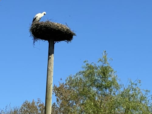 Groot Frieslandpad Etappe 23: Papenburg - Leer