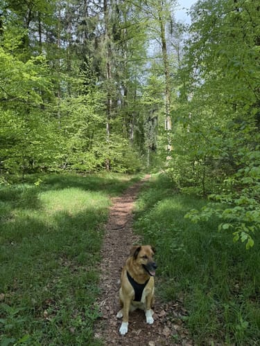 Rund um den Trimmdichpfad Schäferhof