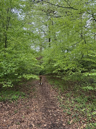 Rund um den Trimmdichpfad Schäferhof