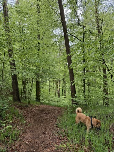Rund um den Trimmdichpfad Schäferhof