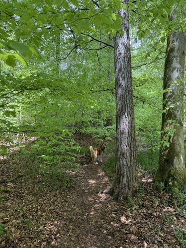 Rund um den Trimmdichpfad Schäferhof