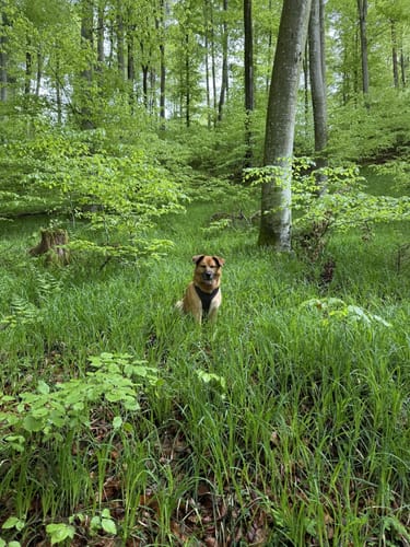 Rund um den Trimmdichpfad Schäferhof