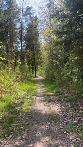 Durchs Syker Friedeholz