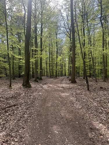 Durchs Syker Friedeholz