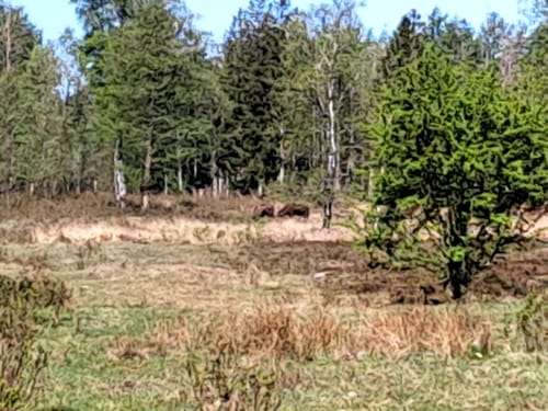 Franzenburg - NSG Küstenheide Runde