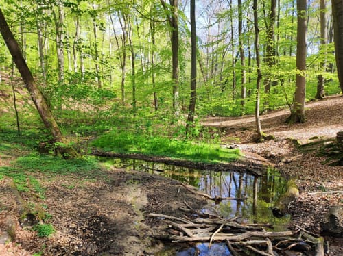 Dalbekschlucht