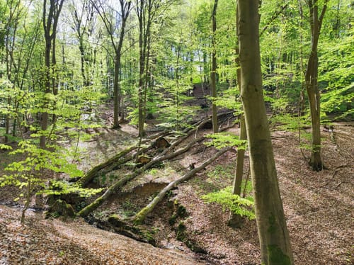 Dalbekschlucht