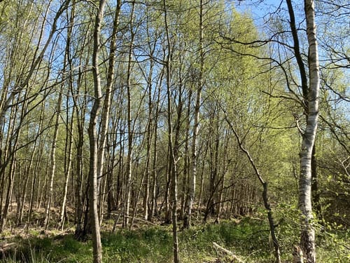 Wanderroute 15: Owschlager See - Owschlager Moor