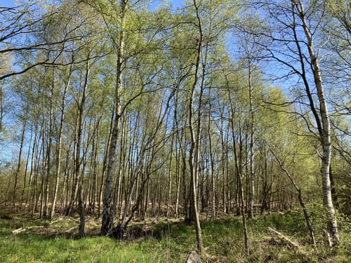 Wanderroute 15: Owschlager See - Owschlager Moor
