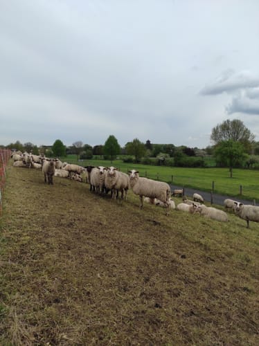Bislich: Storchenrundweg