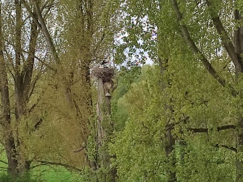 Bislich: Storchenrundweg