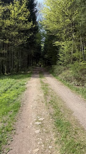 Zweitälersteig Etappe 4: Oberprechtal - Hohenhäuser