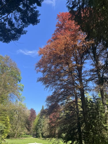 Die versunkenen Gärten von Schloss Greifenstein