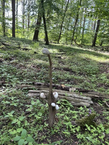 Zugmantel-Bandholz Rundweg
