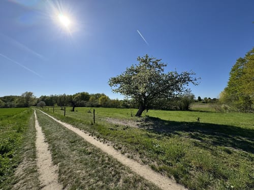 Löwenzahnpfad