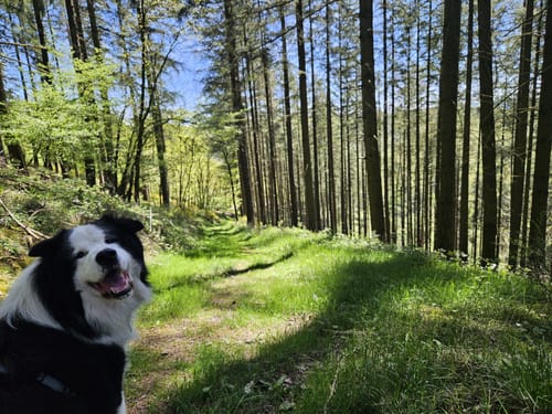 Prümtalweg (NaturWanderPark)