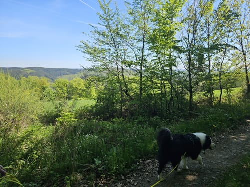 Prümtalweg (NaturWanderPark)