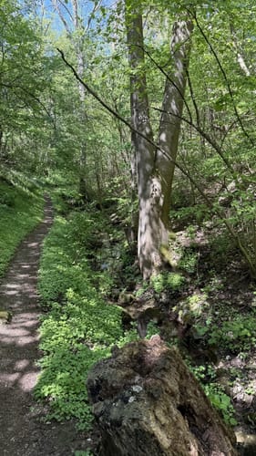 N4 - Naturlehrpfad: Hasengründlein - Multernschlucht