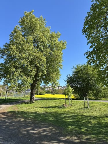 Mendiger Römerreich (Traumpfädchen)