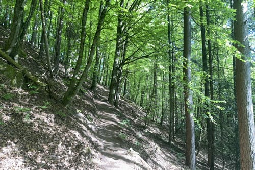 Busenberger Holzschuhpfad (Premiumwanderweg)