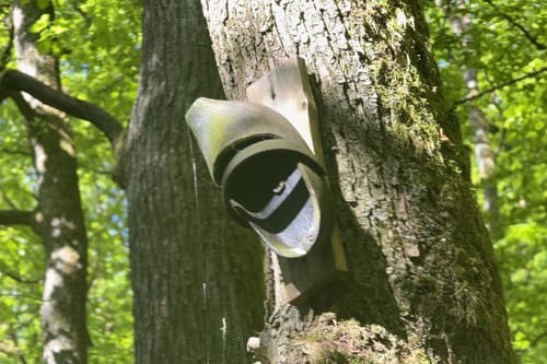 Busenberger Holzschuhpfad (Premiumwanderweg)