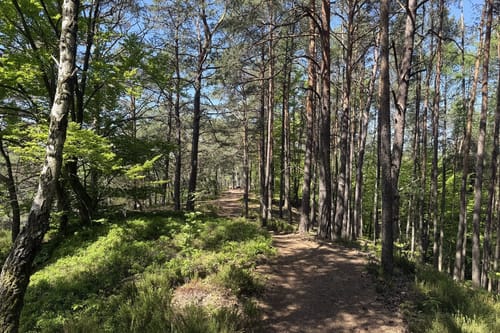 Busenberger Holzschuhpfad (Premiumwanderweg)