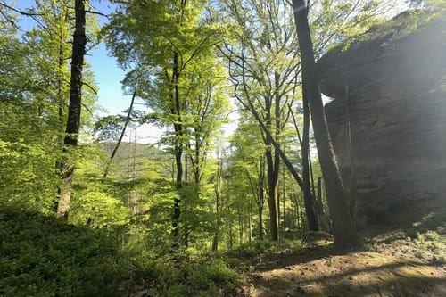 Busenberger Holzschuhpfad (Premiumwanderweg)