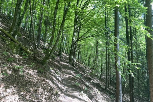 Busenberger Holzschuhpfad (Premiumwanderweg)