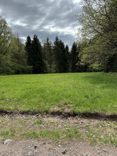 Um den Wertholzplatz