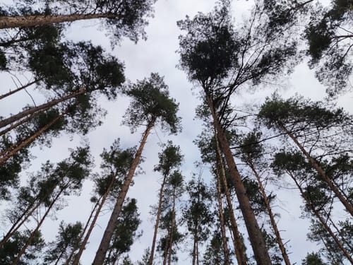 MTB: Rund um den Fürther Stadtwald